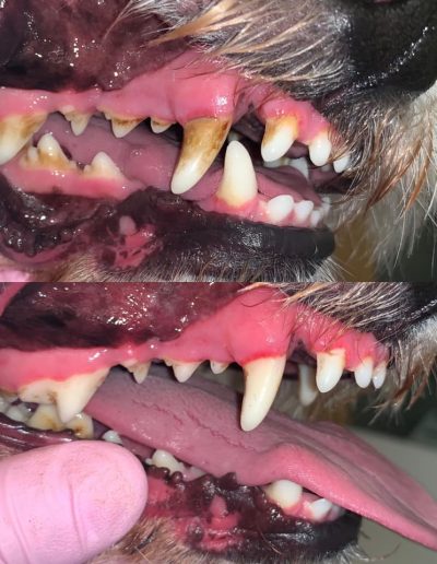 dog grooming teeth cleaning walsall